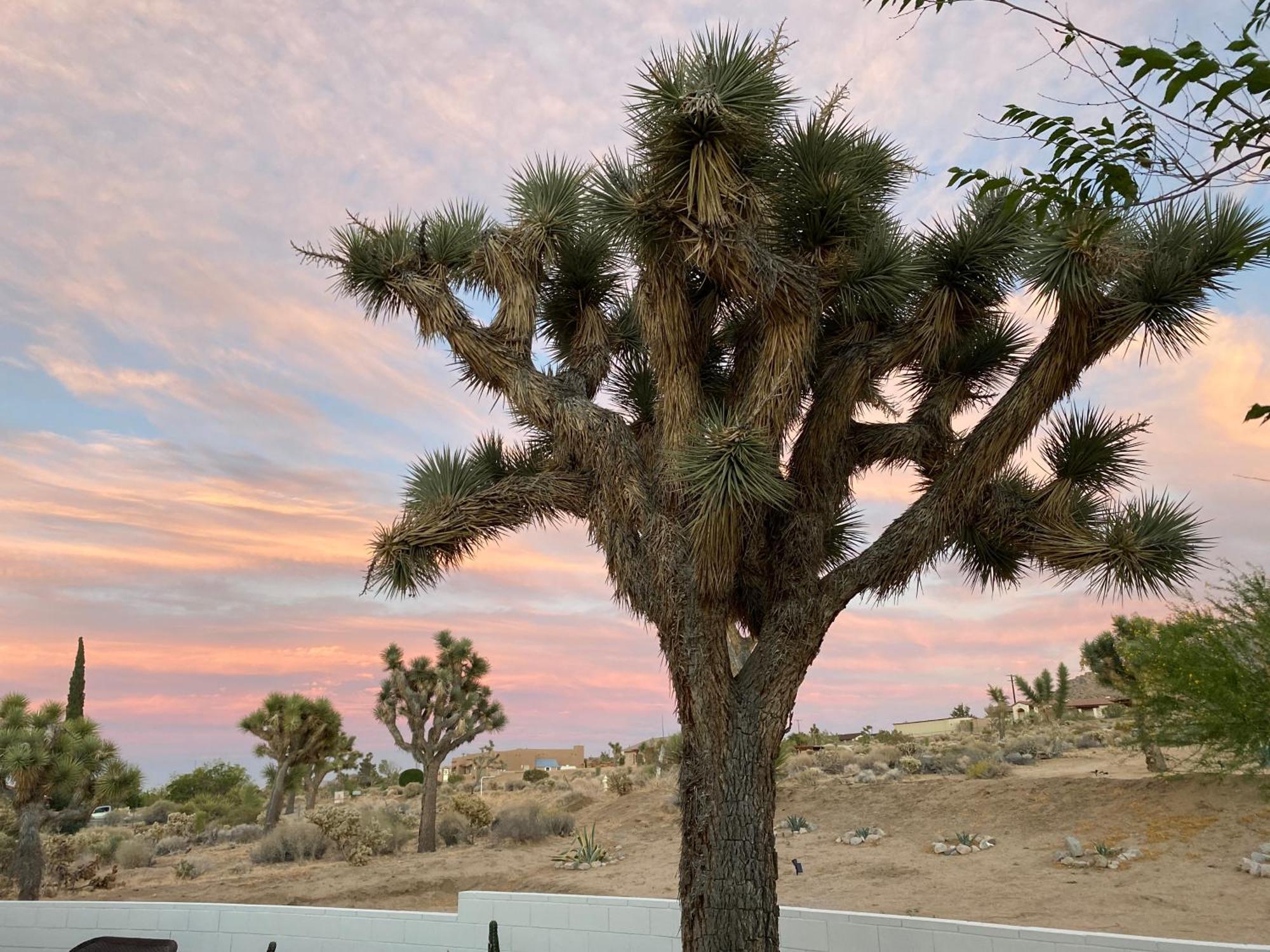 Vila Electroliquid'S Casa Pueblo Joshua Tree Exteriér fotografie